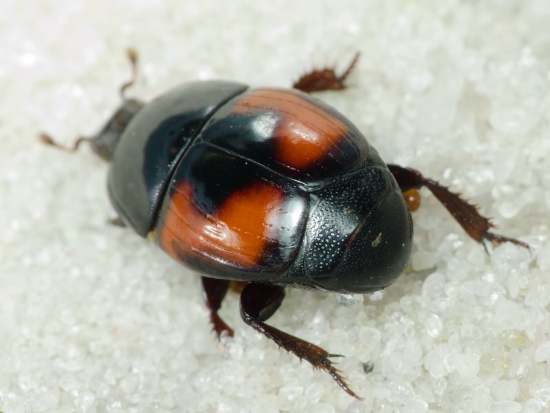 Hister illigeri Duftschmid, 1805